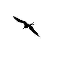 Pajaros